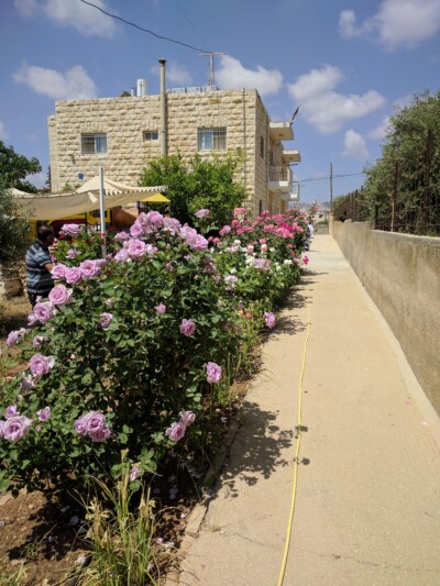 Our memorial rose garden to honor loved ones who have died.
